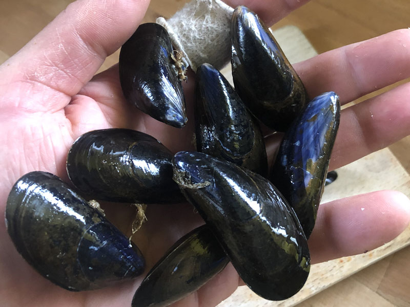 La moule d&rsquo;été